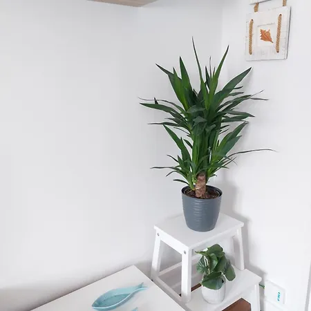 Campus Apartment *